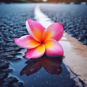 Meet your Posher, Bea